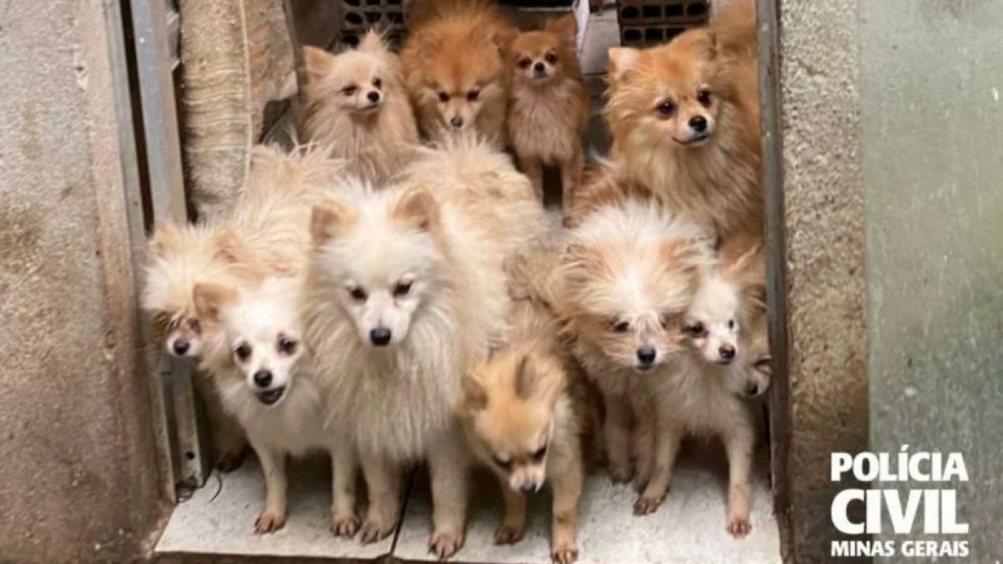 PCMG resgata 26 cães lulu da Pomerânia em casa na Sagrada Família após denúncia de canil clandestino