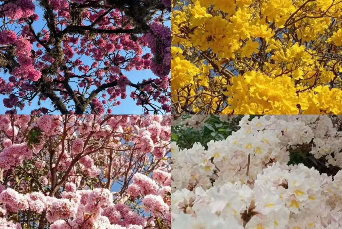 BH inicia temporada de floração de ipês; capital tem 24 mil exemplares