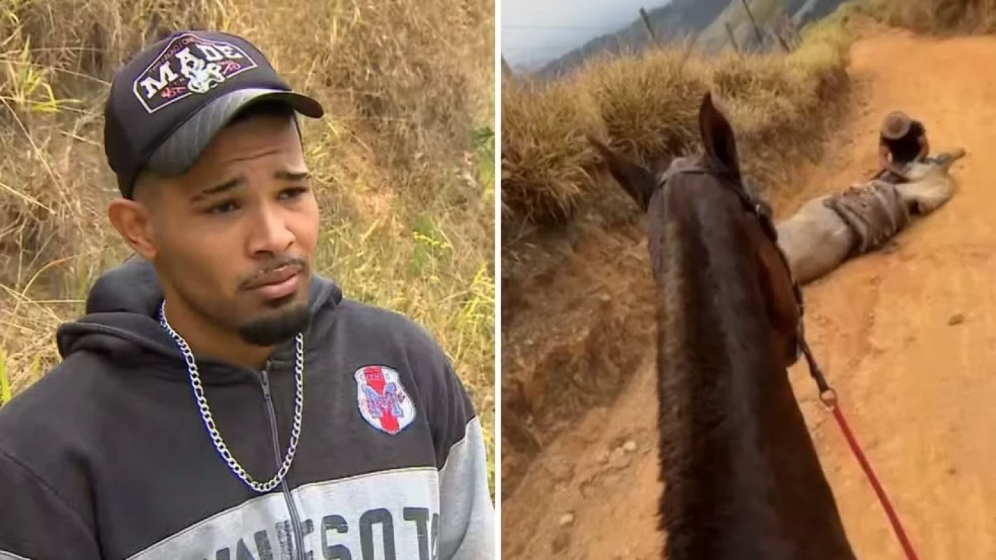 Homem admite ter decepado patas de cavalo e diz estar arrependido