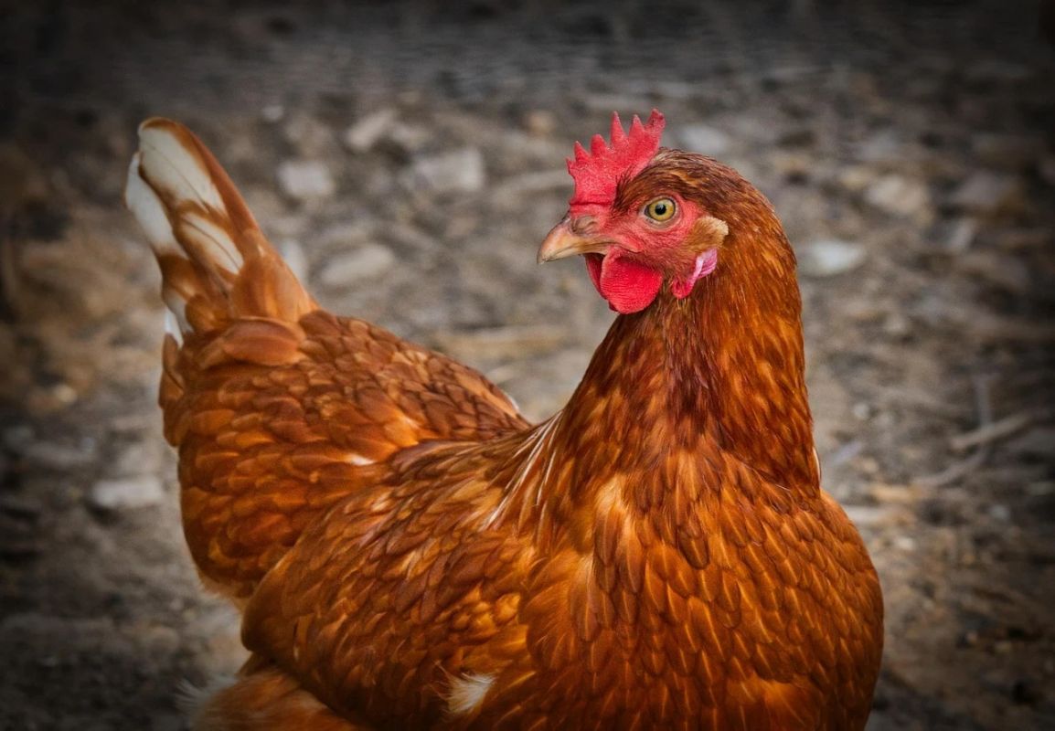 Gripe aviária: Brasil confirma quatro focos ativos em aves silvestres e domésticas