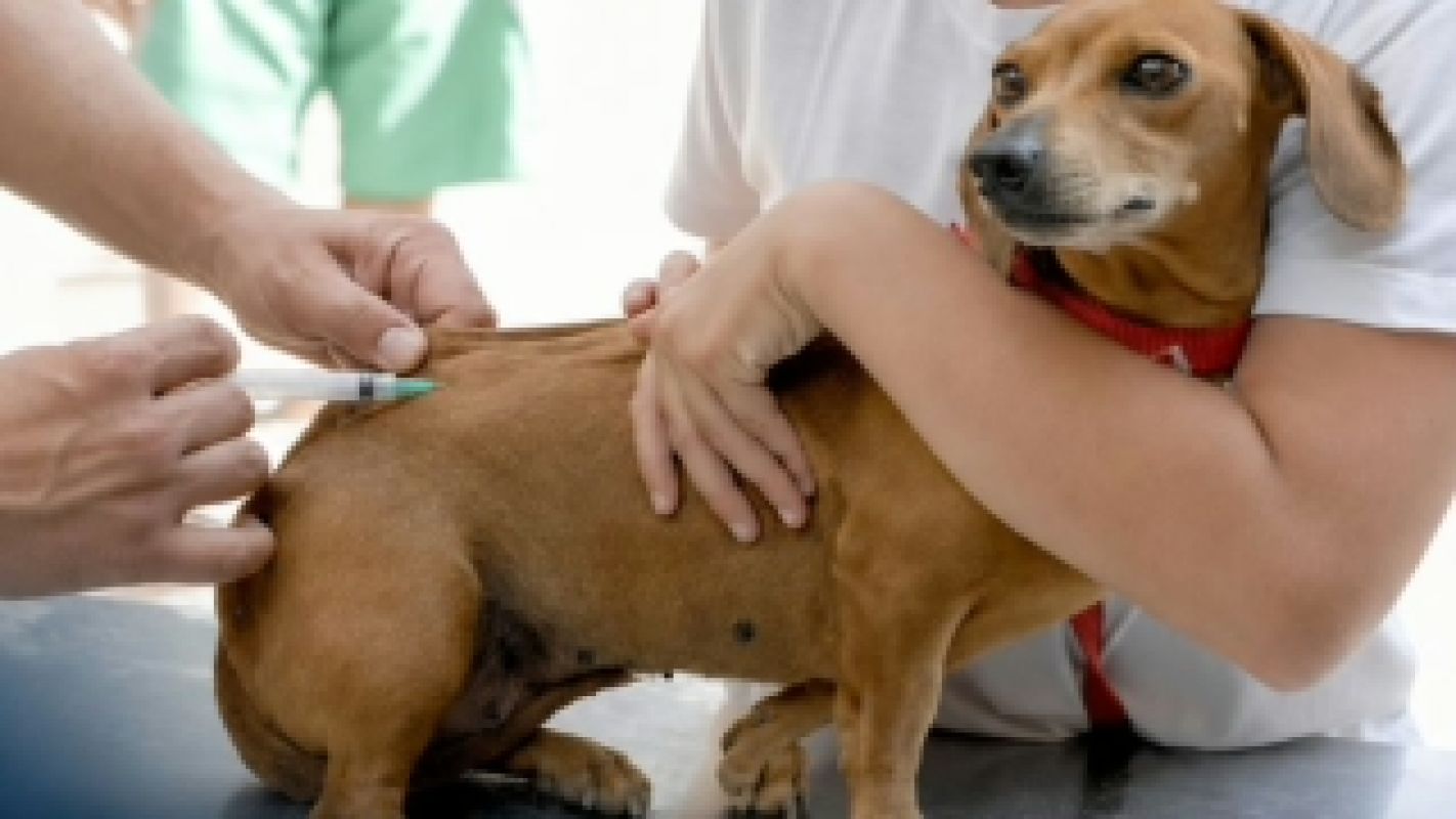 Ipatinga inicia vacinação gratuita contra a raiva para cães e gatos