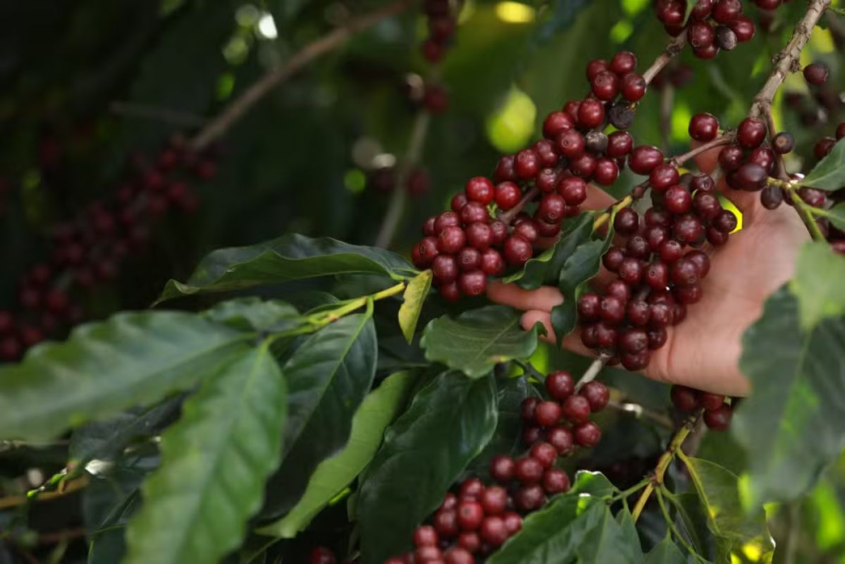  Do Vale do Jequitinhonha para o mundo: Selo reconhece origem, tradição e qualidade do café da Chapada de Minas