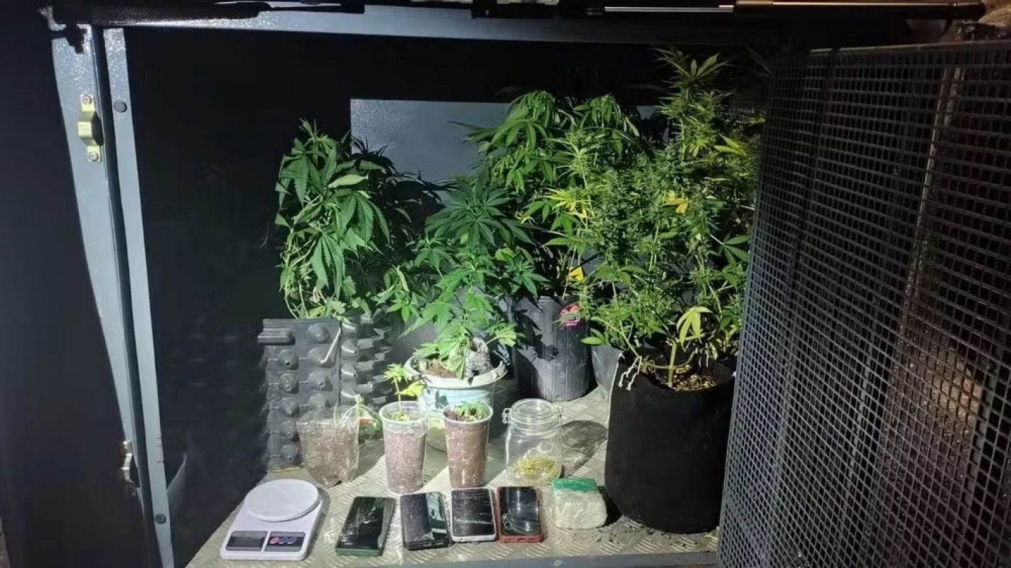  Homem é preso por cultivar pés de maconha em estufas na laje de casa em Periquito