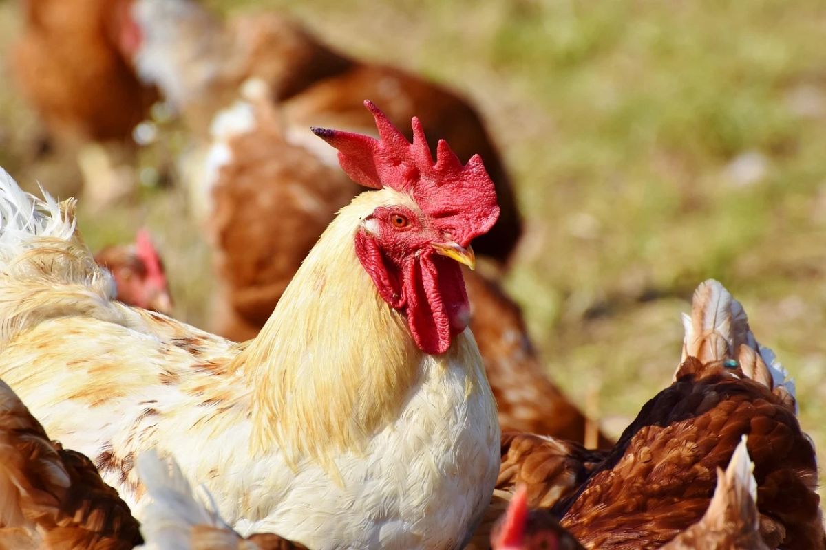 Frango brasileiro volta a ser importado após controle da gripe aviária