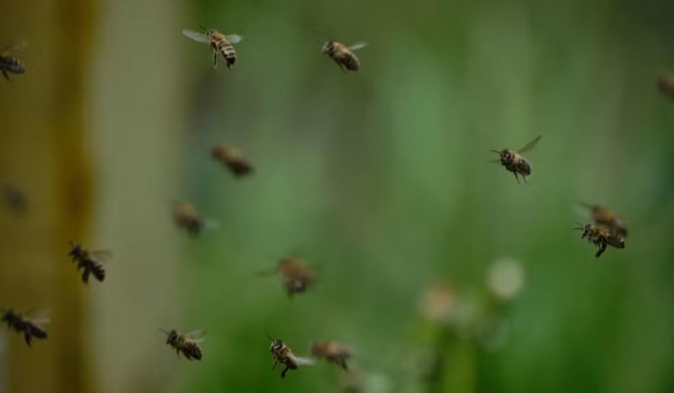 Enxame de abelhas provoca morte e fecha estrada em cidade do Vale do Jequitinhonha