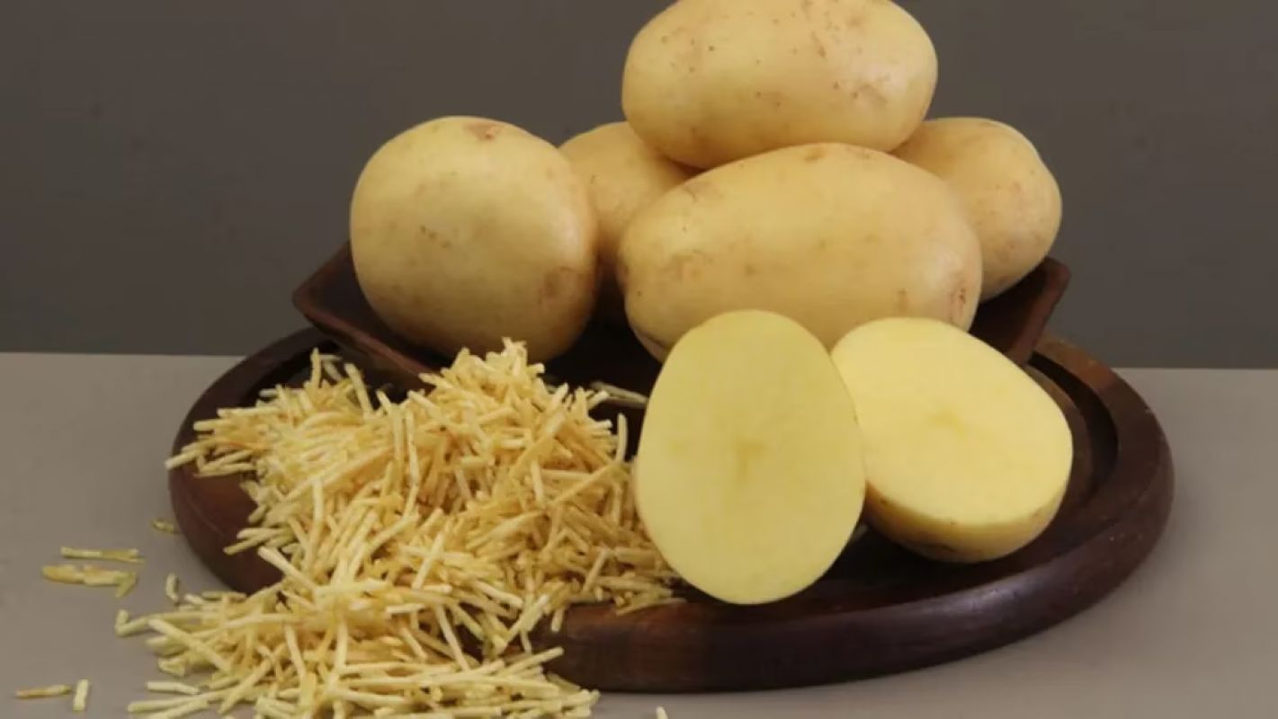 Embrapa lança batata ‘Braschips’ para impulsionar indústria de chips e batata-palha