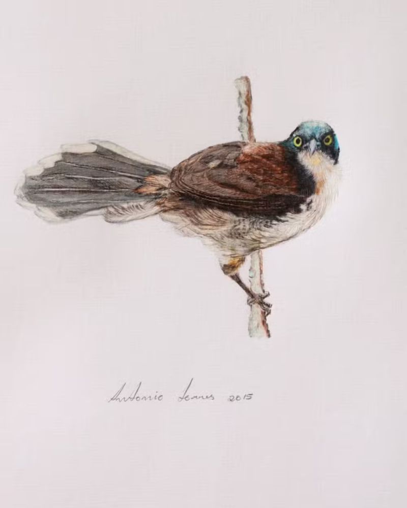 Artista mineiro expõe desenhos de 170 aves catalogadas pelo Instituto Terra em Governador Valadares