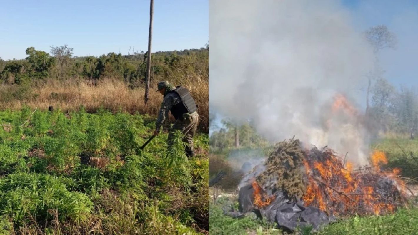 Brasil e Paraguai destroem mais de mil toneladas de maconha em megaoperação