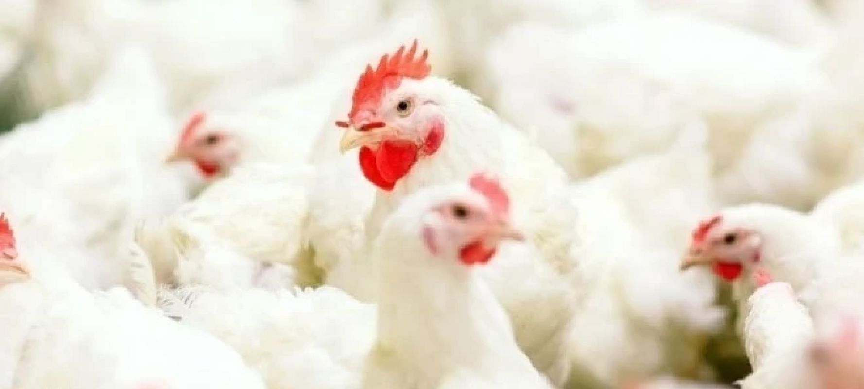 Retomadas exportações de carne de frango brasileira para Peru, Jordânia e Hong Kong