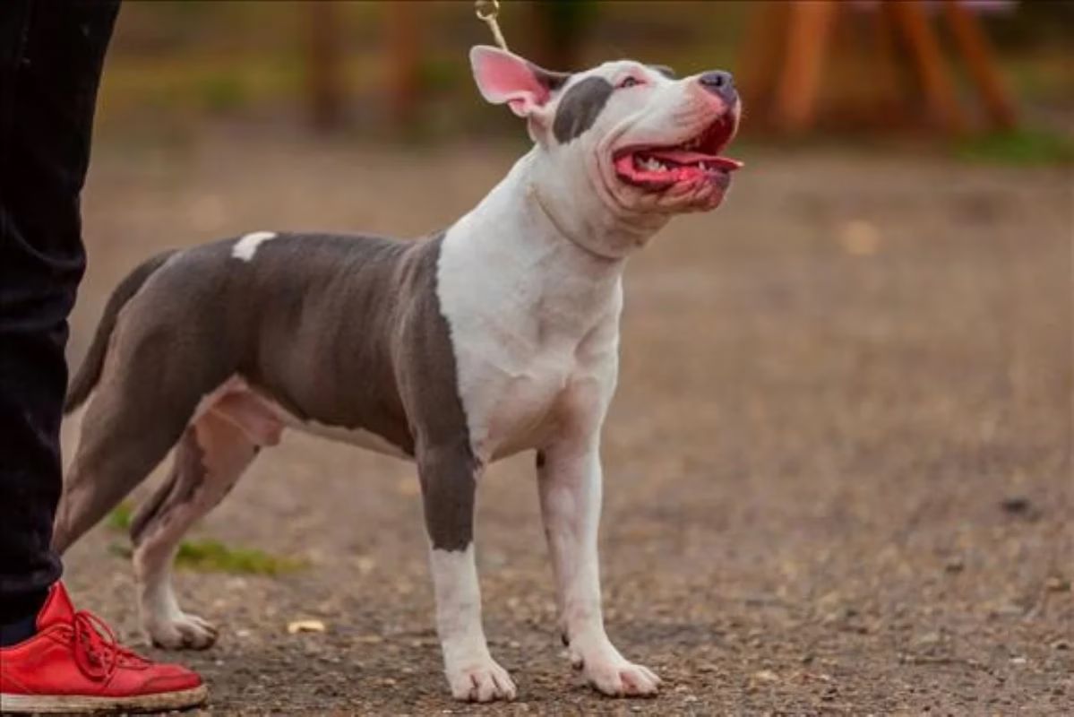 Empresa de adestramento é condenada após morte de cachorro sob seus cuidados no DF