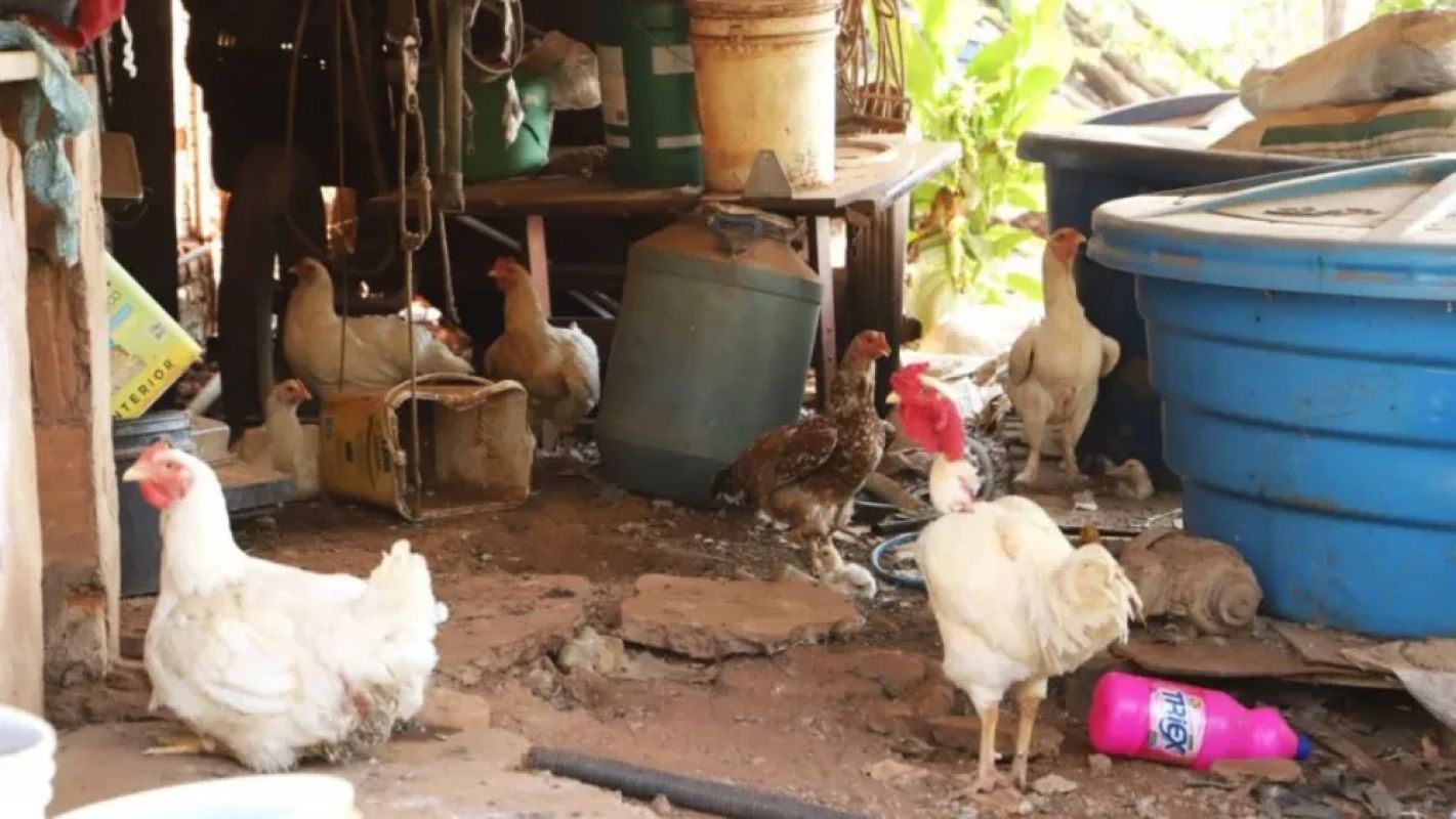 Gripe aviária é detectada em aves domésticas na Grande SP