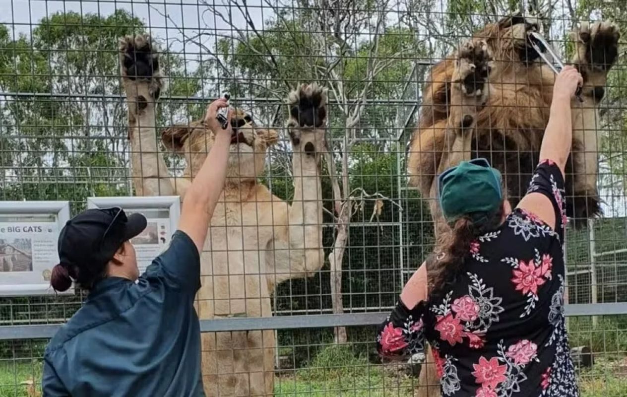 Leoa ataca mulher e arranca braço em zoológico na Austrália
