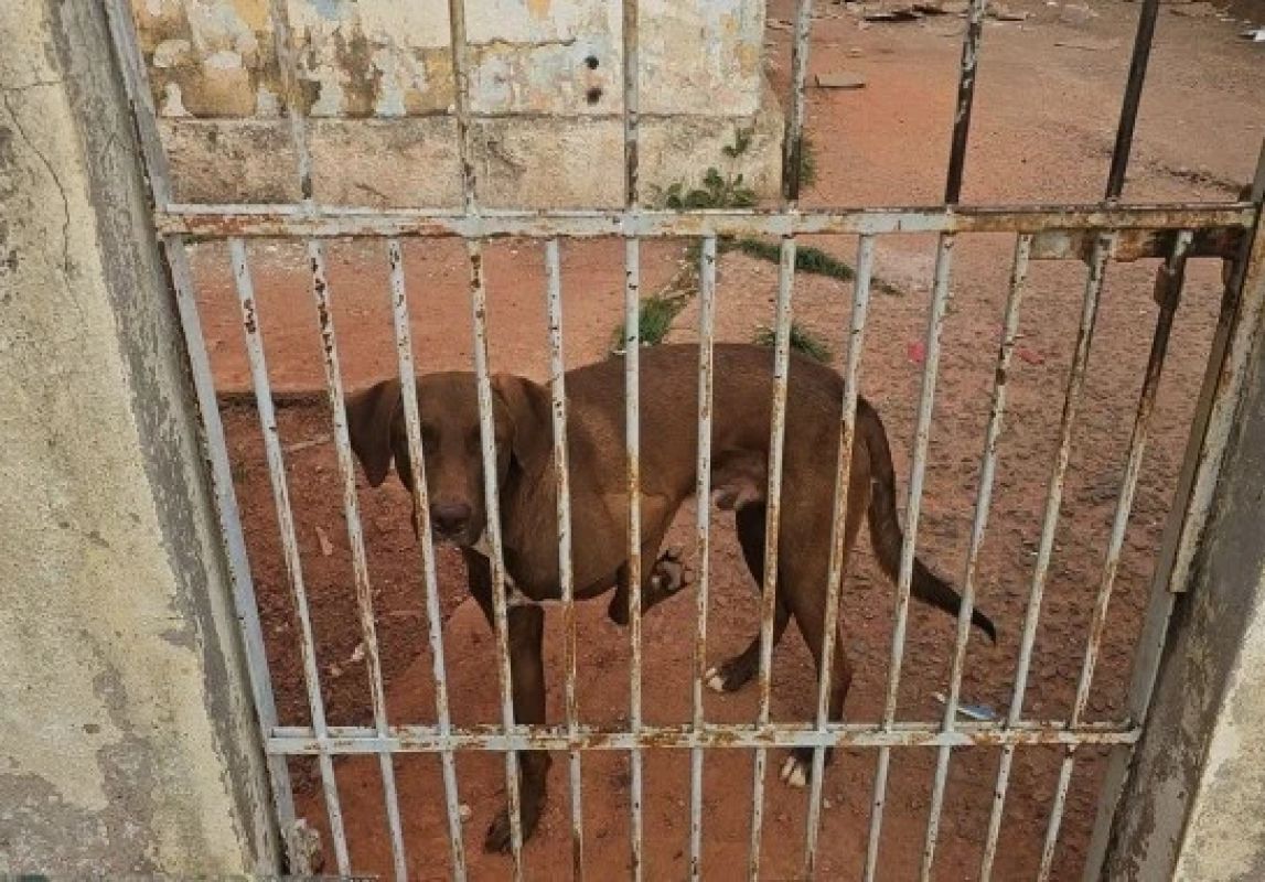 Cão de grande porte é resgatado em casa abandonada após denúncia de maus-tratos em MG