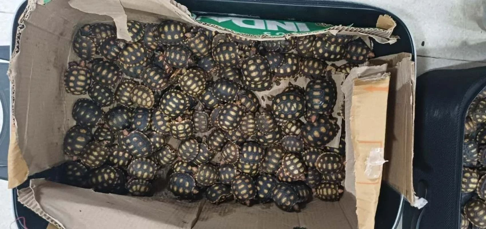 PRF flagra homem com 600 jabutis escondidos em malas de ônibus