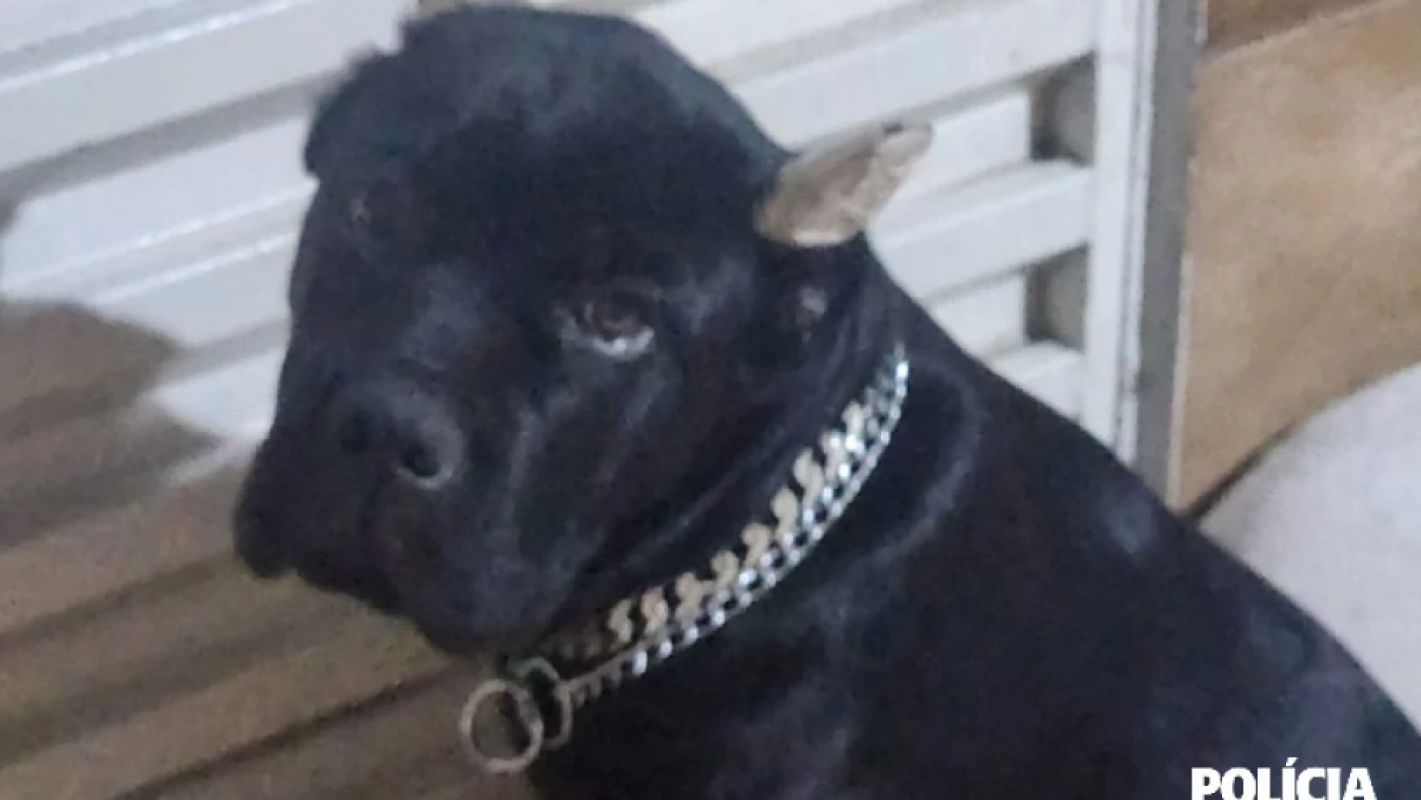 Influenciador é indiciado por mutilar cães e permitir ataque a ave em MG