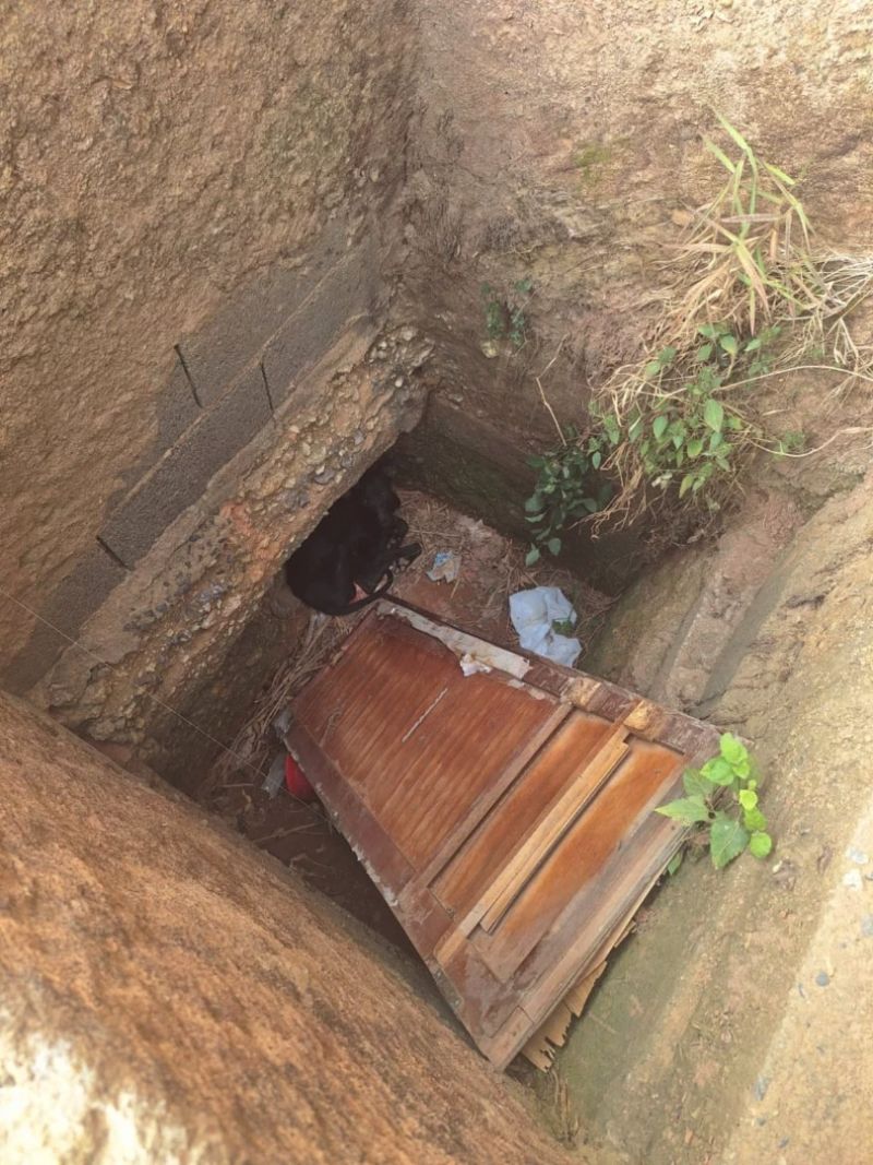 Cachorrinha resgatada em galeria pluvial alerta para risco em escadaria de Bom Jesus do Galho