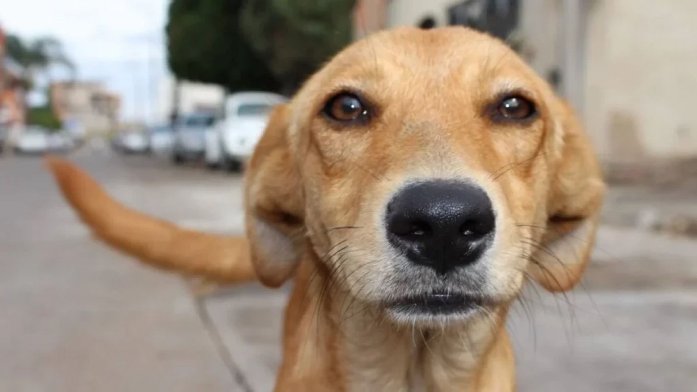 Minas lança Agosto Caramelo para combater abandono de animais