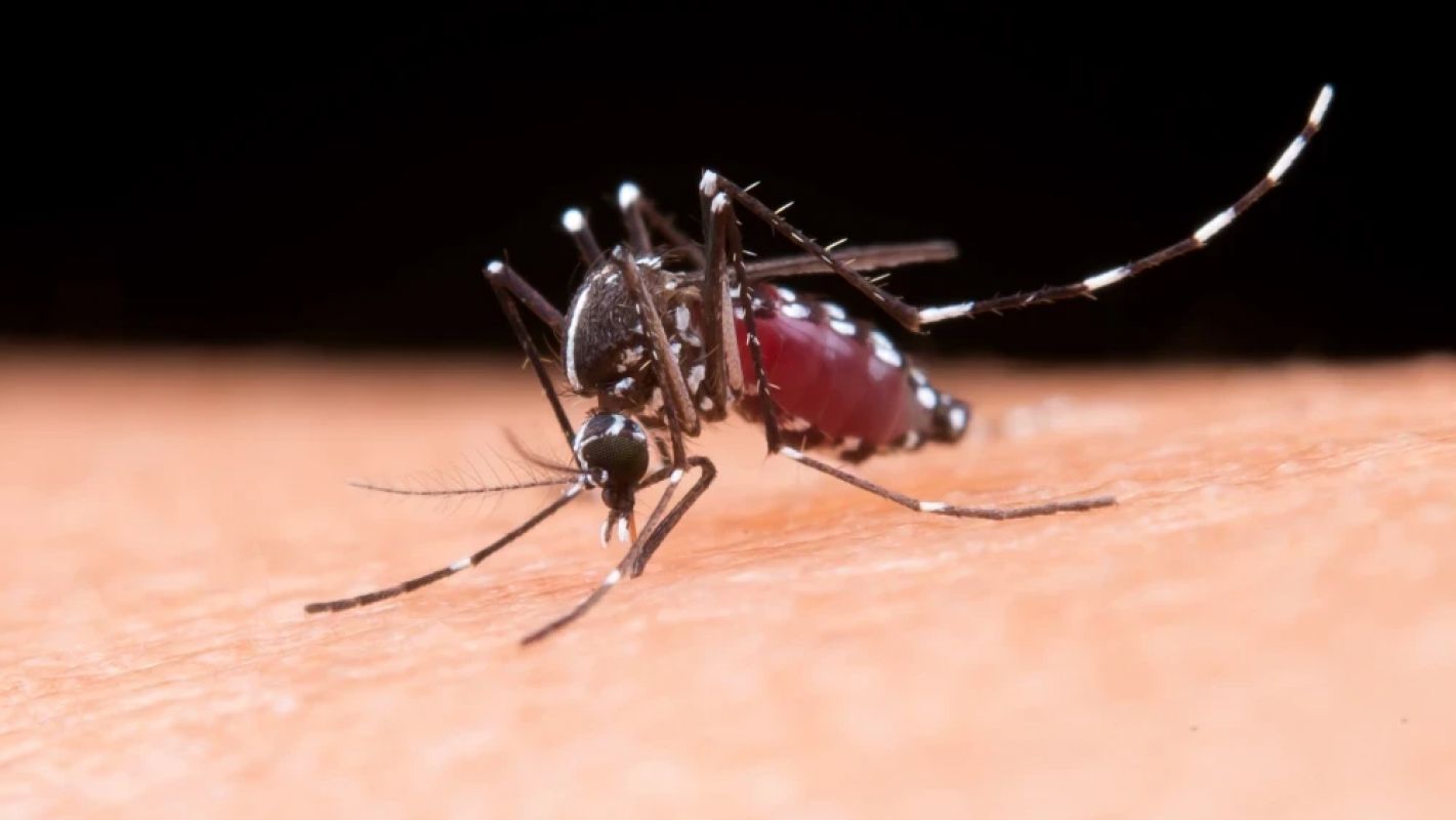 OMS adverte para risco global de epidemia de Chikungunya, com Brasil no topo de casos e mortes