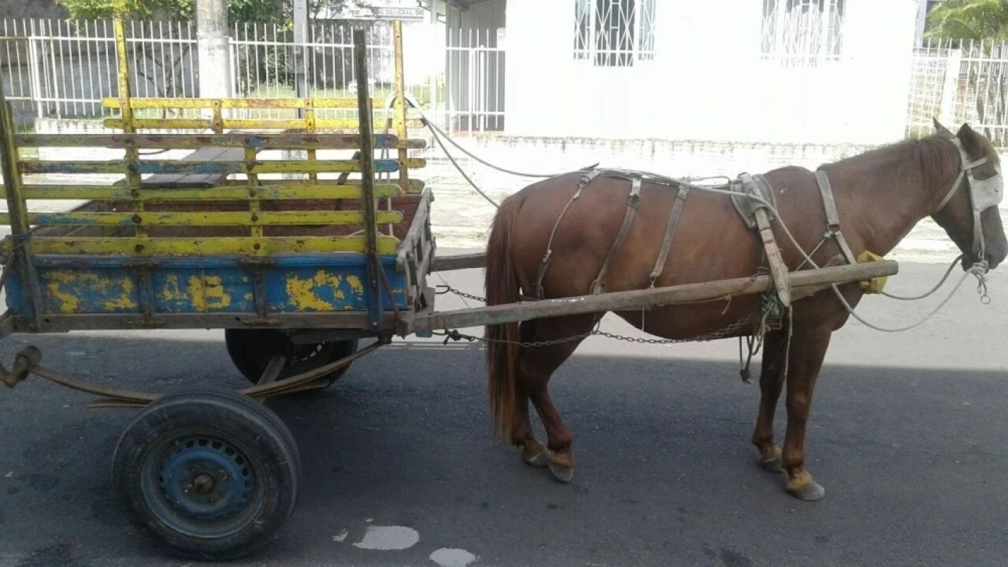 BH discute fim de cargas em cavalos com lei que entra em vigor em 2026