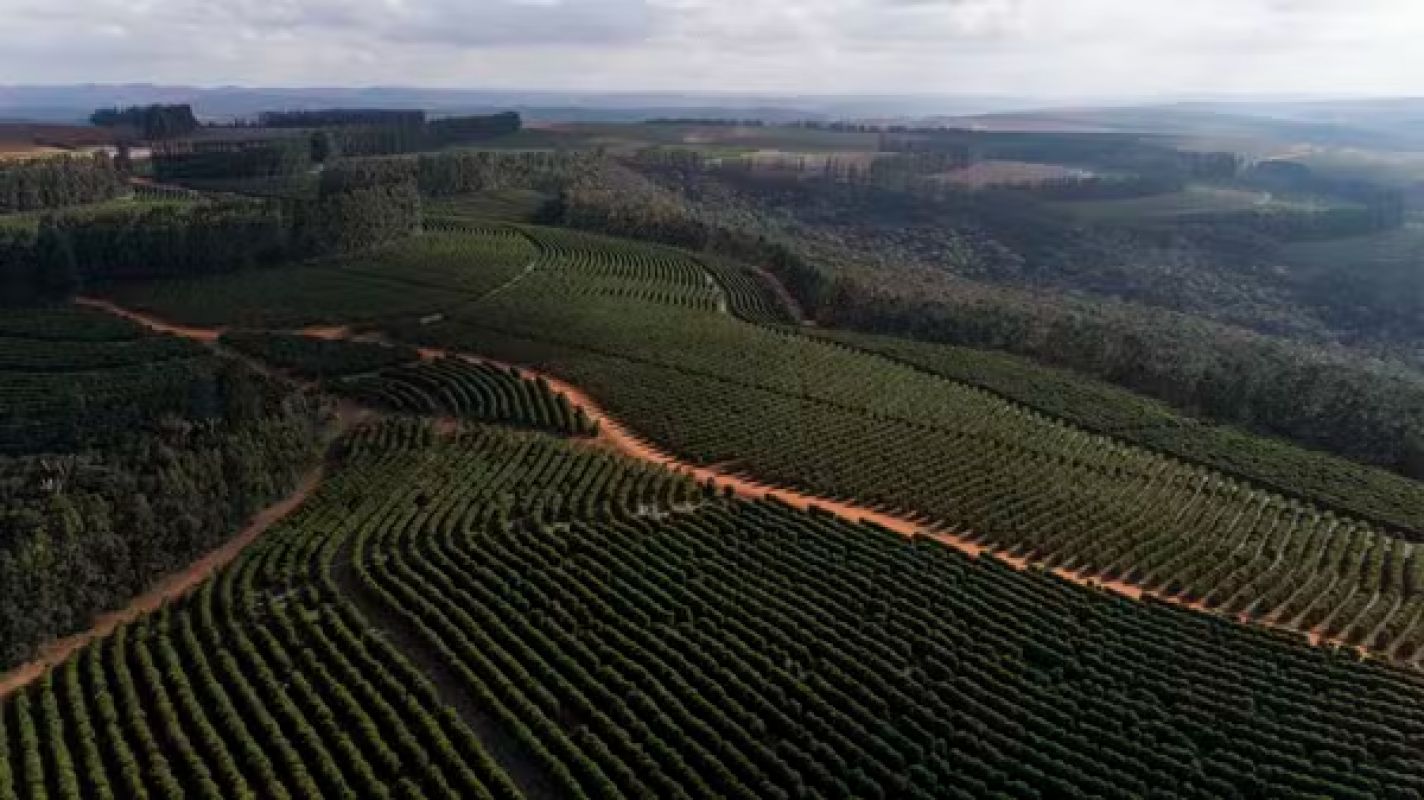 Cafés da Chapada de Minas conquistam selo de Indicação Geográfica