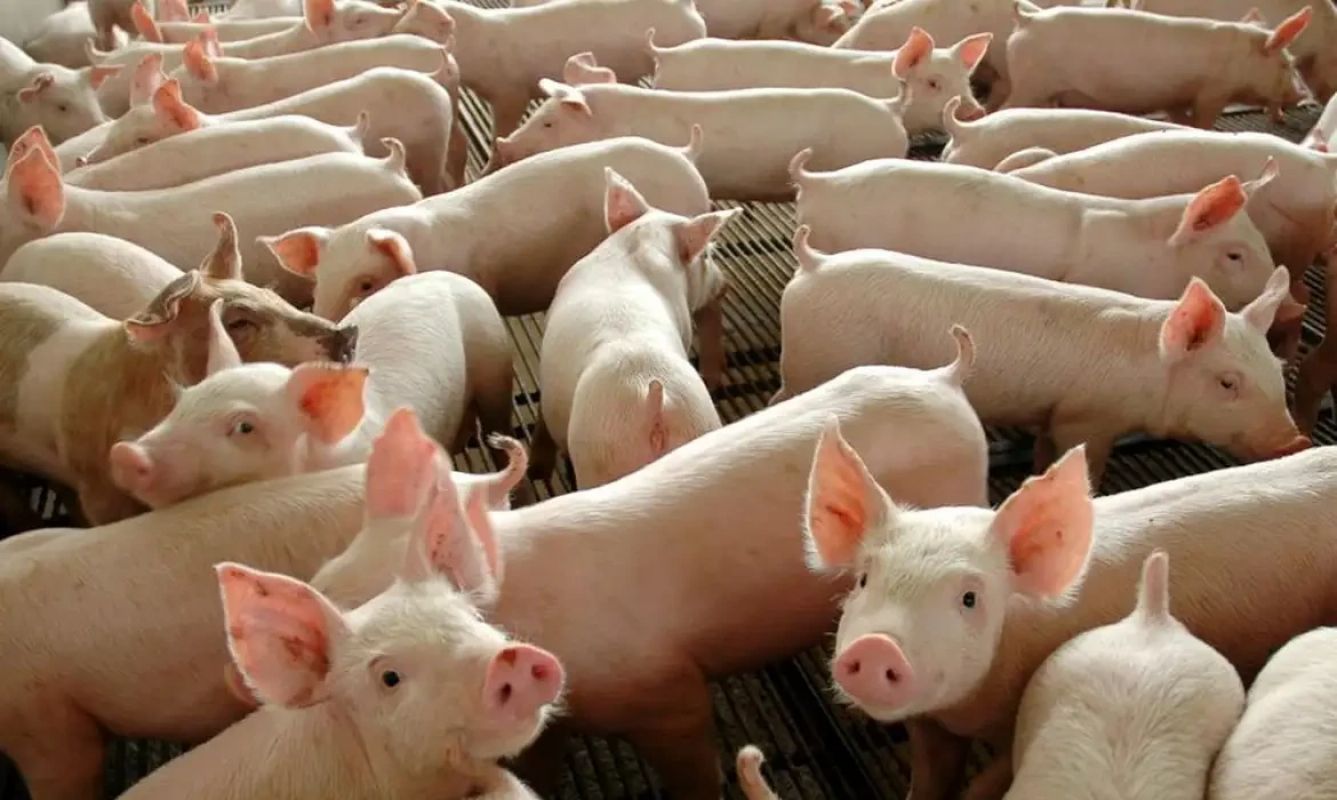 Japão autoriza importação de gordura animal do Brasil