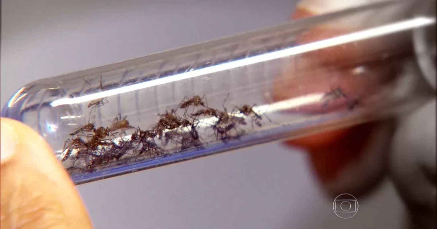 Casos de dengue e chikungunya geram prejuízo bilionário ao SUS