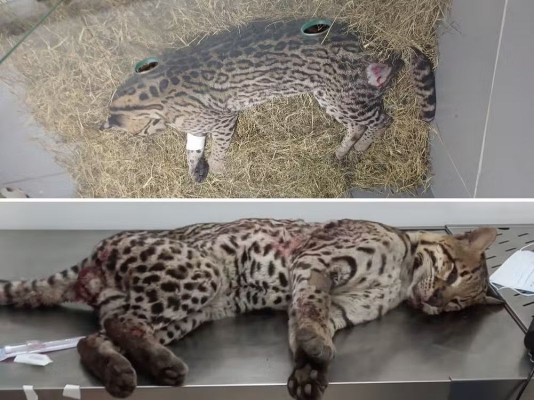 Jaguatirica ferida em atropelamento é resgatada na BR-381, em Belo Oriente