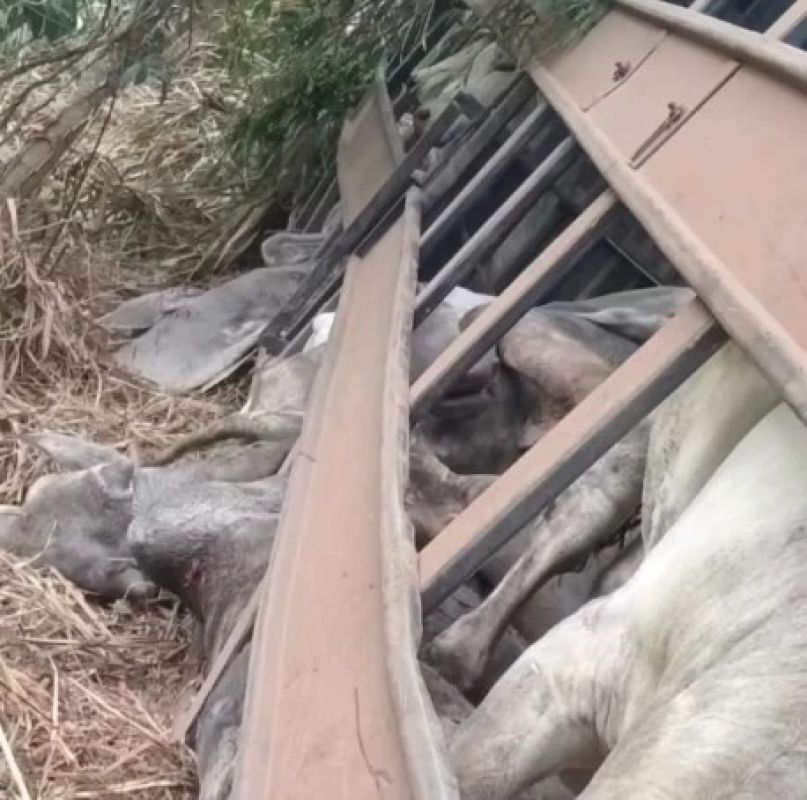 Carreta carregada com gado tomba na estrada entre Rio Casca e Abre Campo e deixa animais mortos