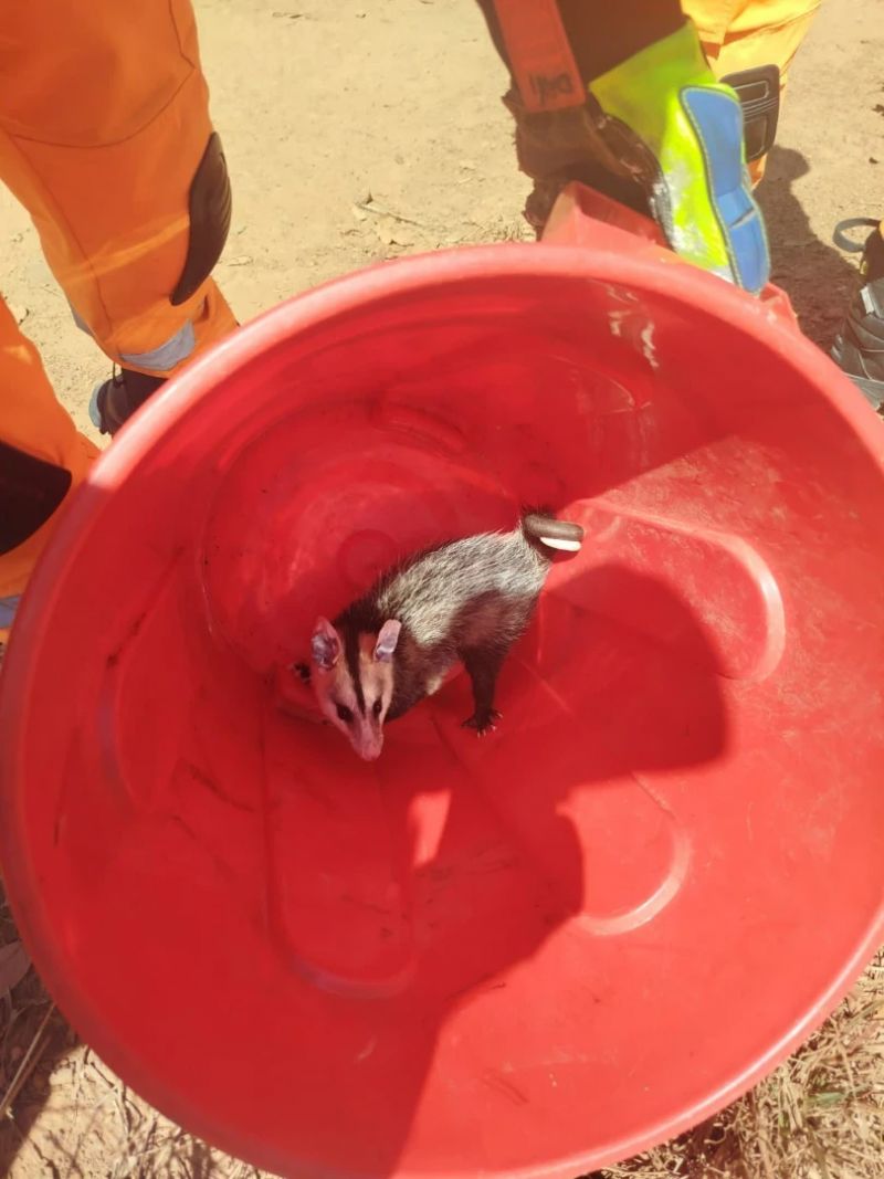 Surpresa em loja: gambá é encontrado atrás de bebidas em MG
