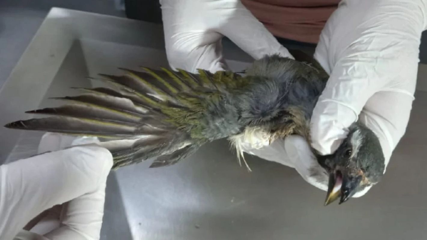 Em MG, aves traficadas passam por reabilitação e retornam à natureza