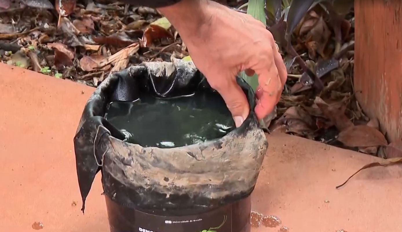 UnB usa estação com larvicida e reduz em até 75% presença de Aedes aegypti