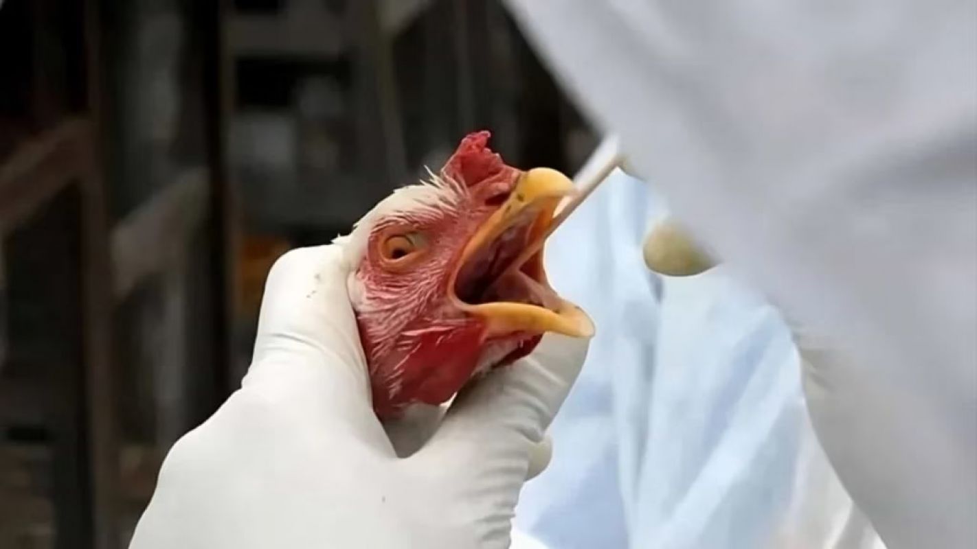Cientista alerta: gripe aviária pode superar a Covid em gravidade