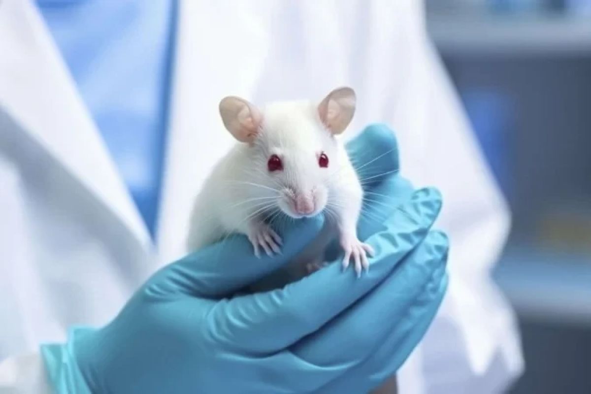  Medicamento contra obesidade reduz uso de cocaína em testes com ratos