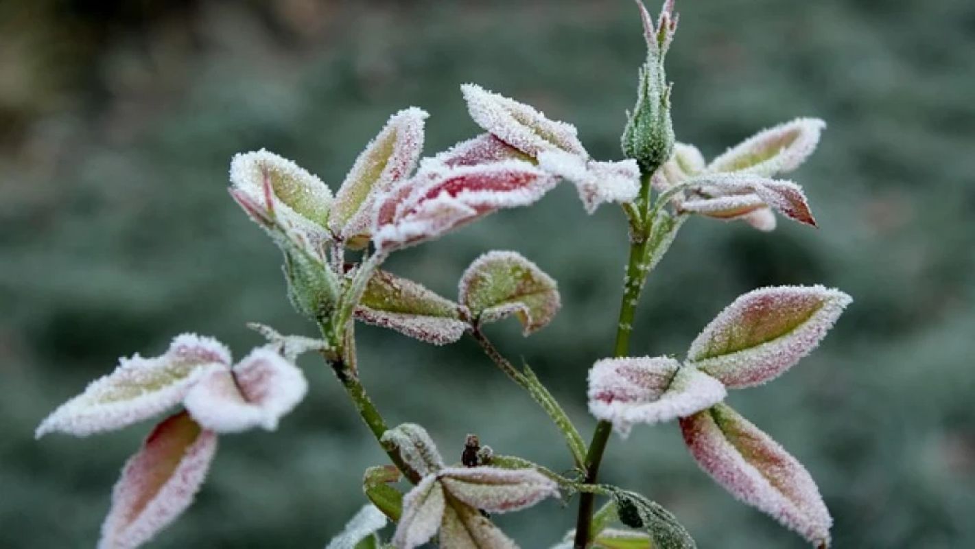 Inmet alerta para frio intenso em 167 cidades de Minas Gerais