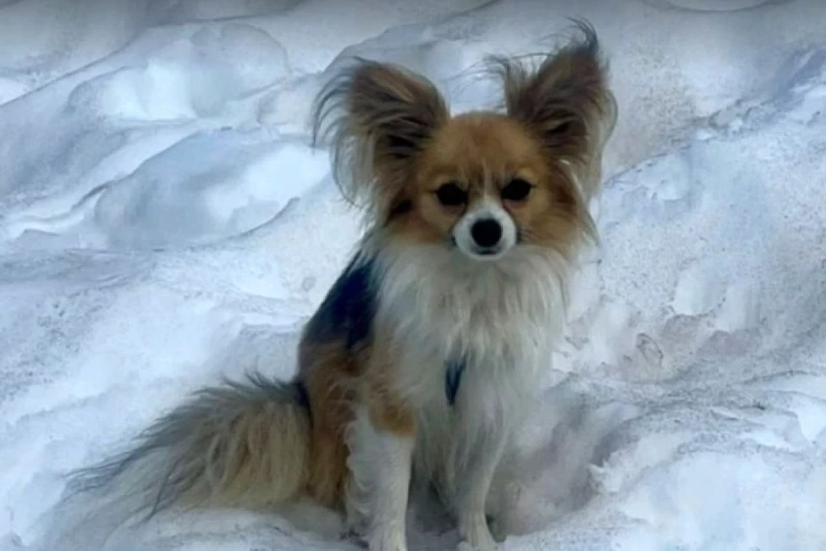 Após queda em geleira, homem é salvo com ajuda de seu chihuahua