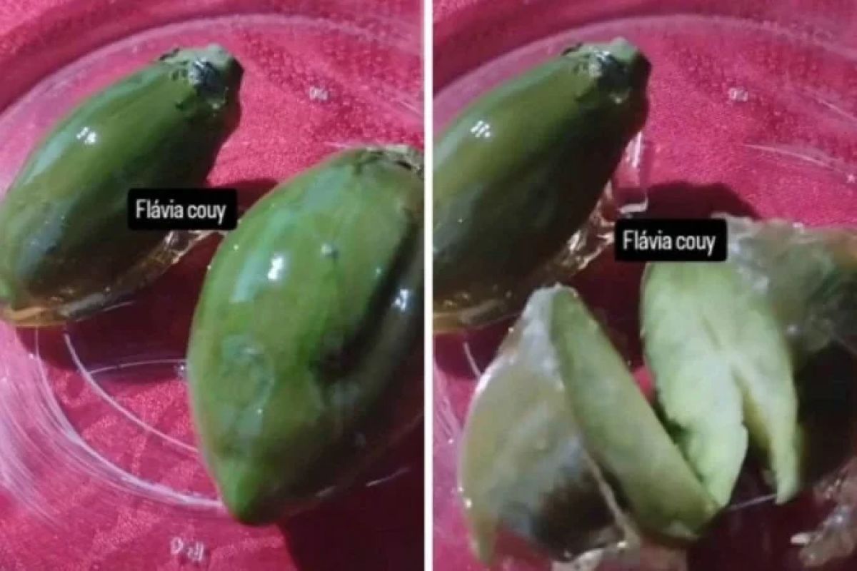Mineira cria 'jiló do amor' como protesto bem-humorado contra desilusões amorosas