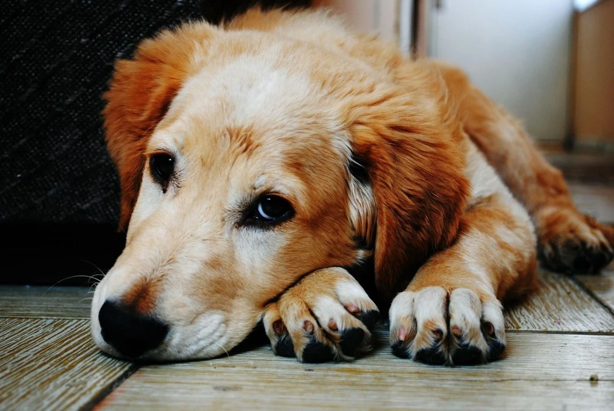 Mulher tenta pensão para cachorro após divórcio e perde no TJ-SP