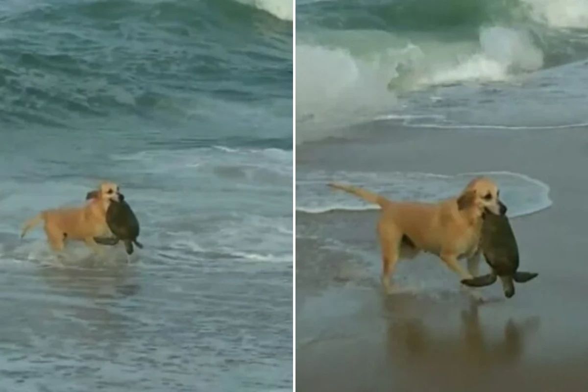 Cachorra caramelo resgata tartaruga marinha em praia de Santa Catarina