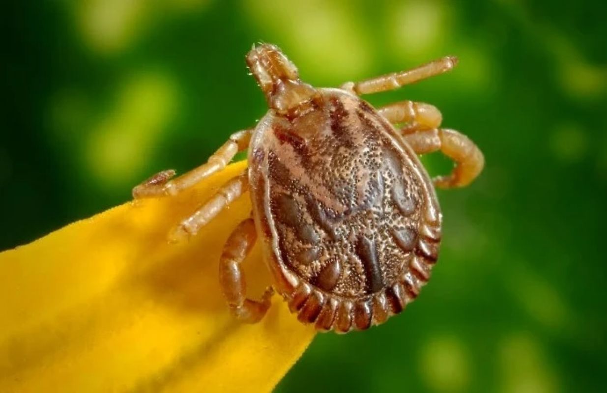Febre maculosa faz mais uma vítima fatal em Minas Gerais