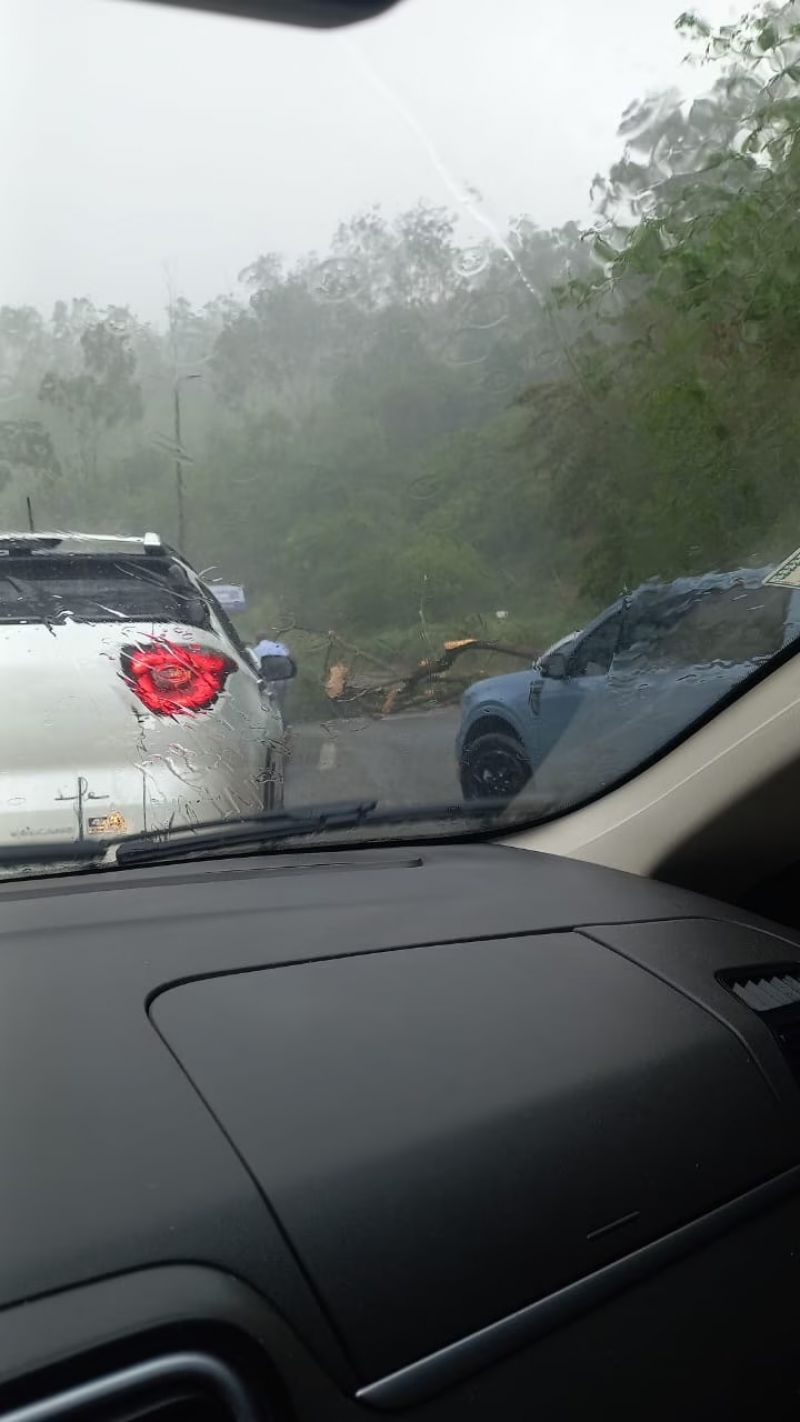 Árvore cai e interdita trânsito no Morro da Usipa após forte chuva