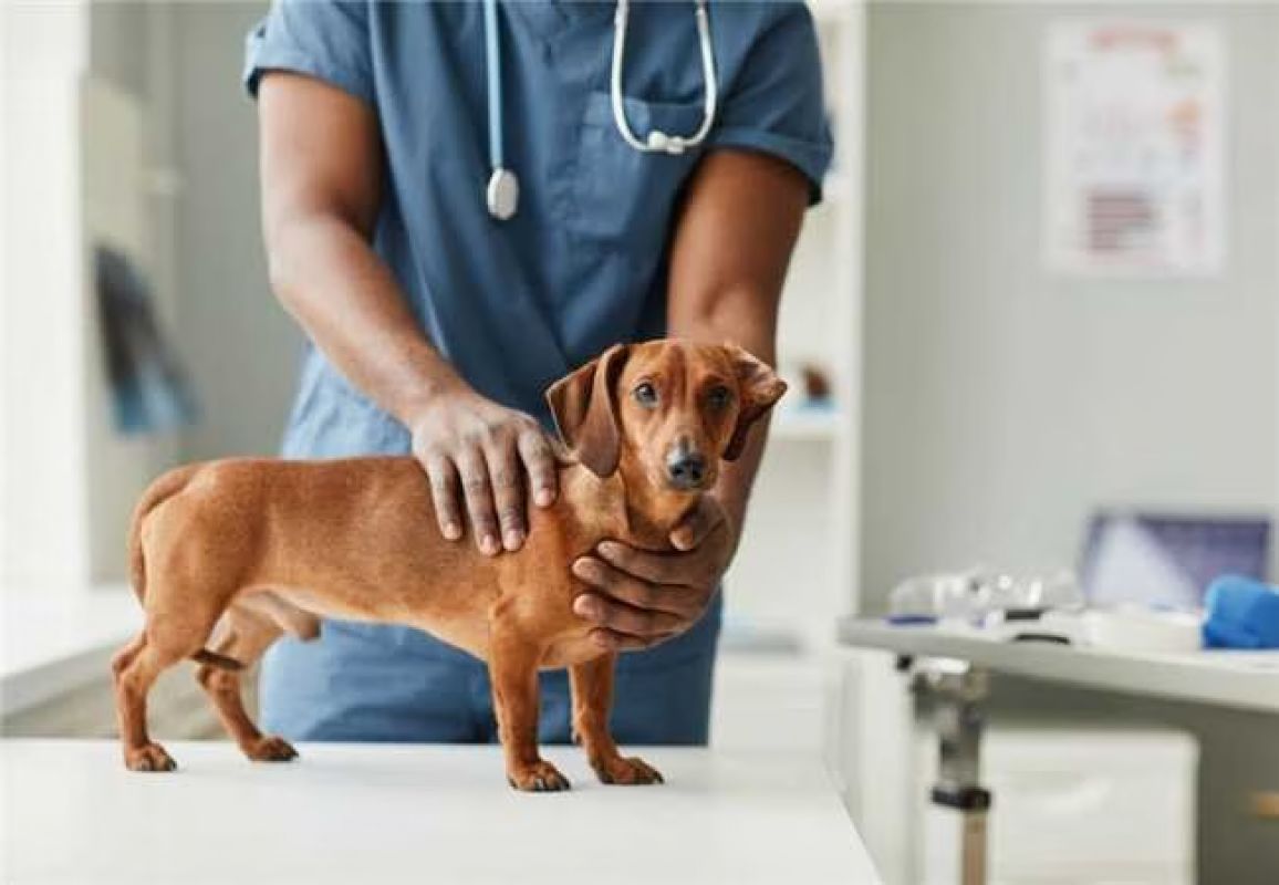 Santana do Paraíso inicia cronograma de castração gratuita para cães e gatos