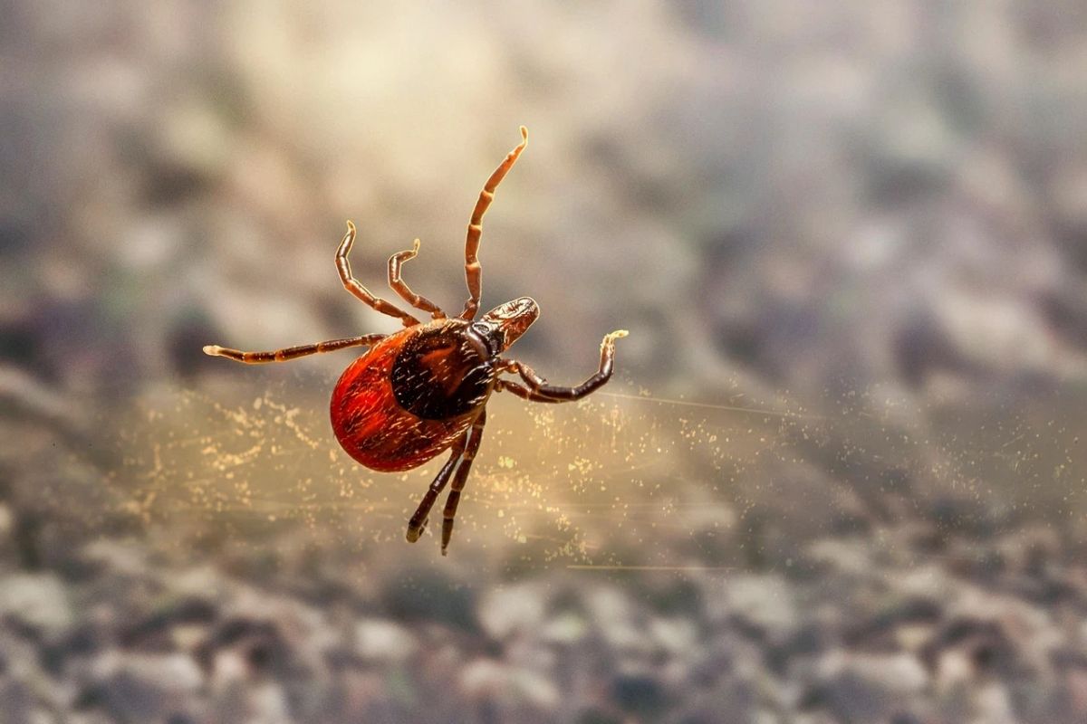 Febre maculosa faz novas vítimas na Grande BH