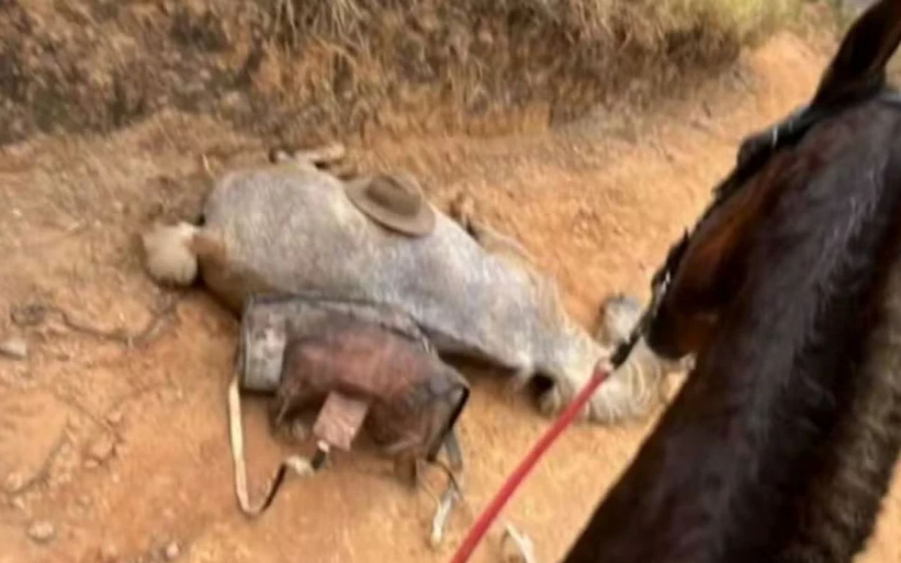 Cavalo mutilado ainda estava vivo durante crueldade em Bananal, diz laudo