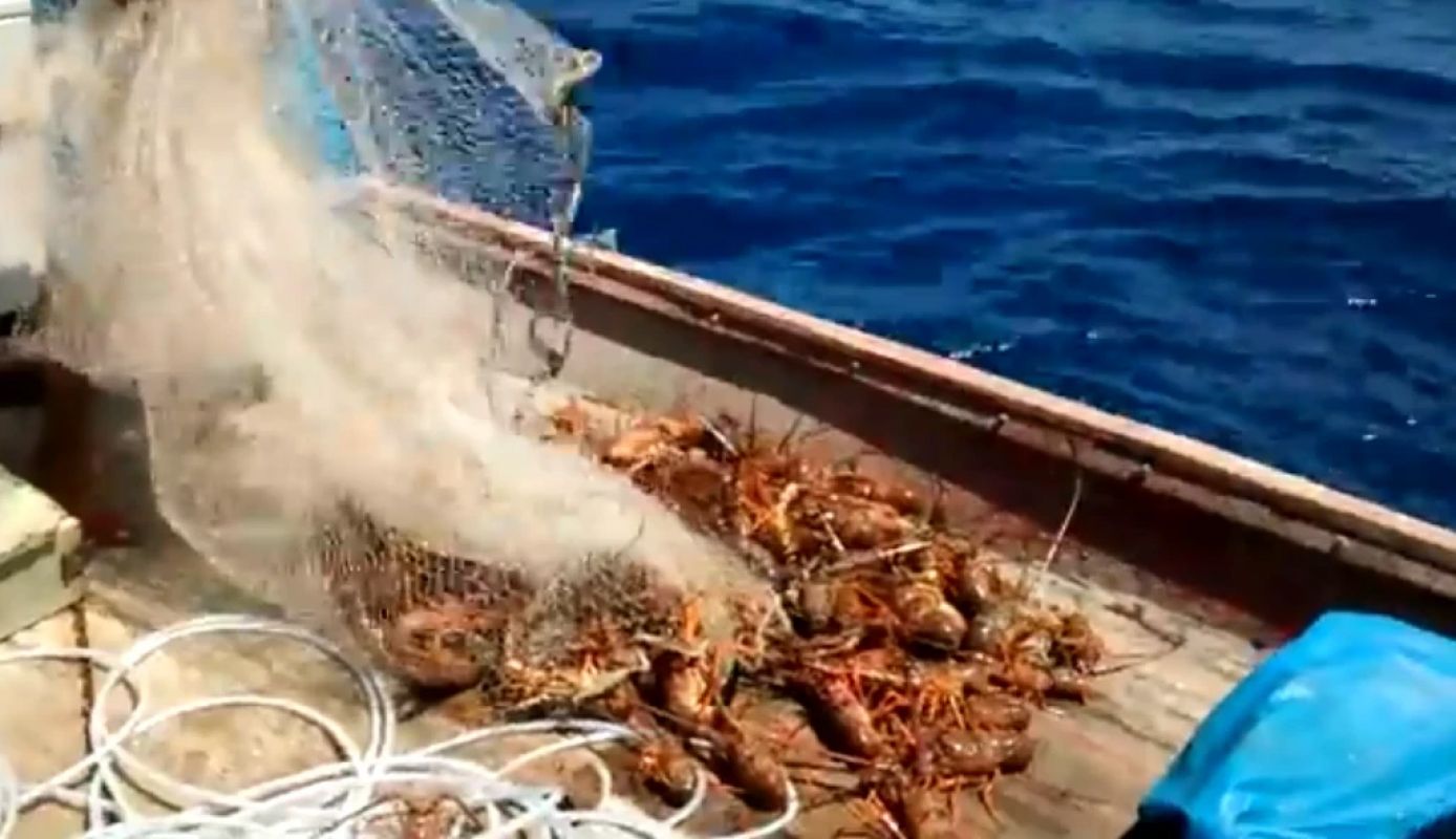 Nova norma pode mudar pesca de lagosta com mergulho no Brasil