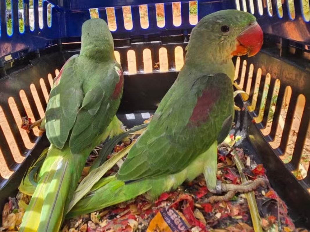  Papagaio ameaçado de extinção é resgatado em cativeiro com outras três aves em Santa Bárbara do Leste