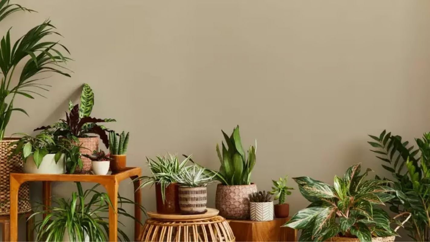 7 plantas que atuam como repelentes naturais contra mosquitos