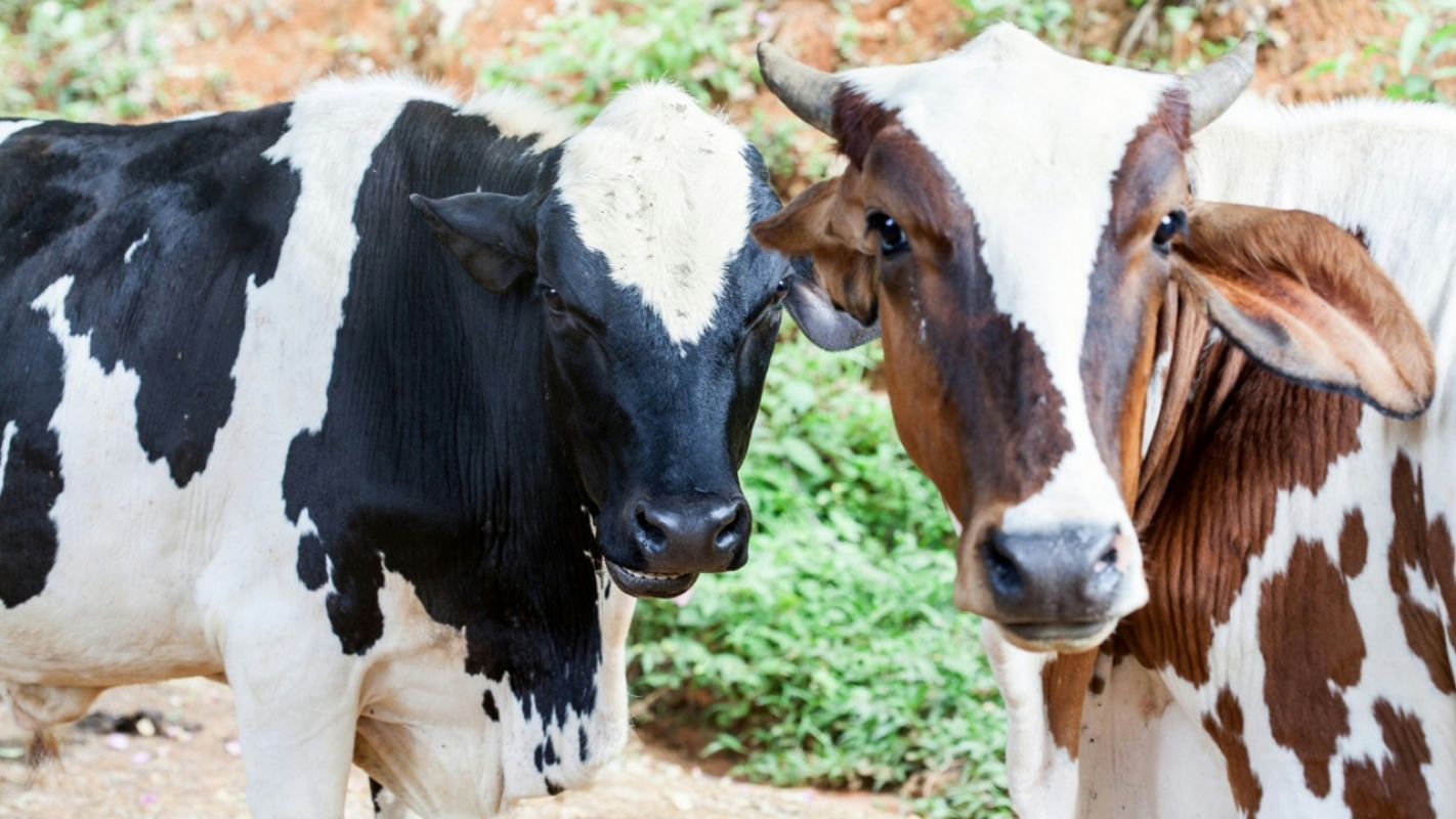 Nova lei amplia controle sanitário de animais e endurece regras para produtores em Minas