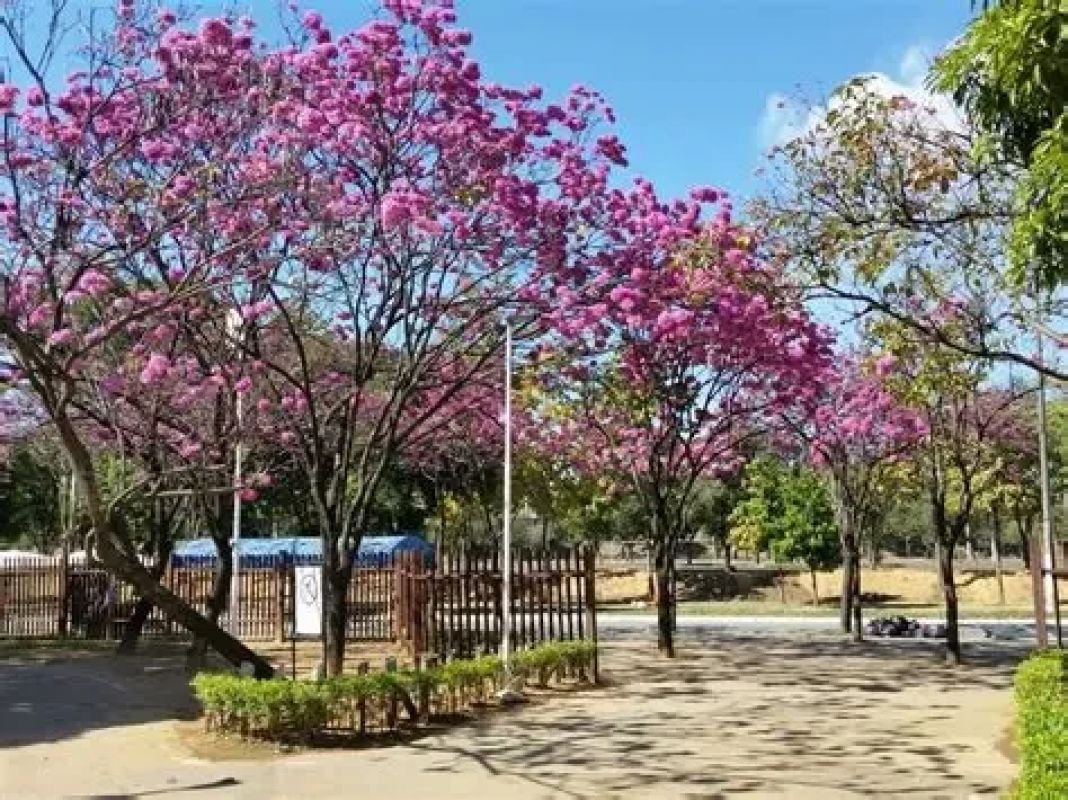 Primavera começa com calor e chuvas acima da média em Minas Gerais