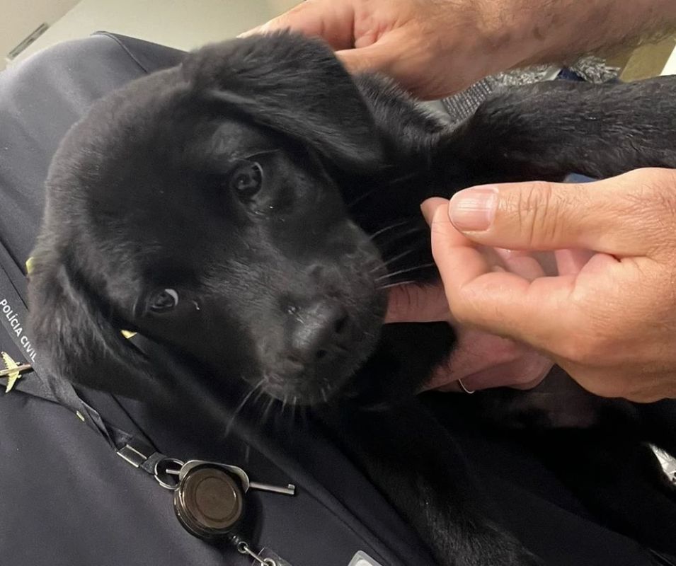 Passageiro abandona cachorra em aeroporto após cia aérea recusar embarque com animal