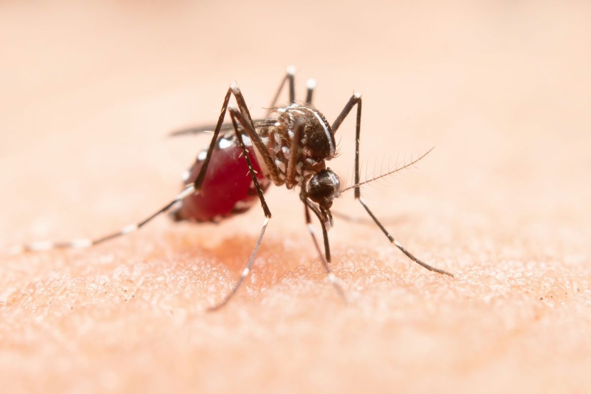  Mortes por dengue em MG sobem 28% em uma semana e chegam a 18